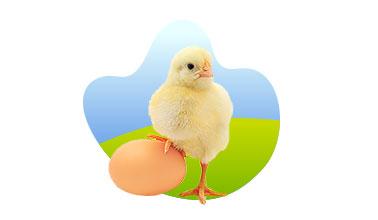 HATCHERY