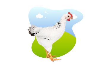 RAISING BROILERS